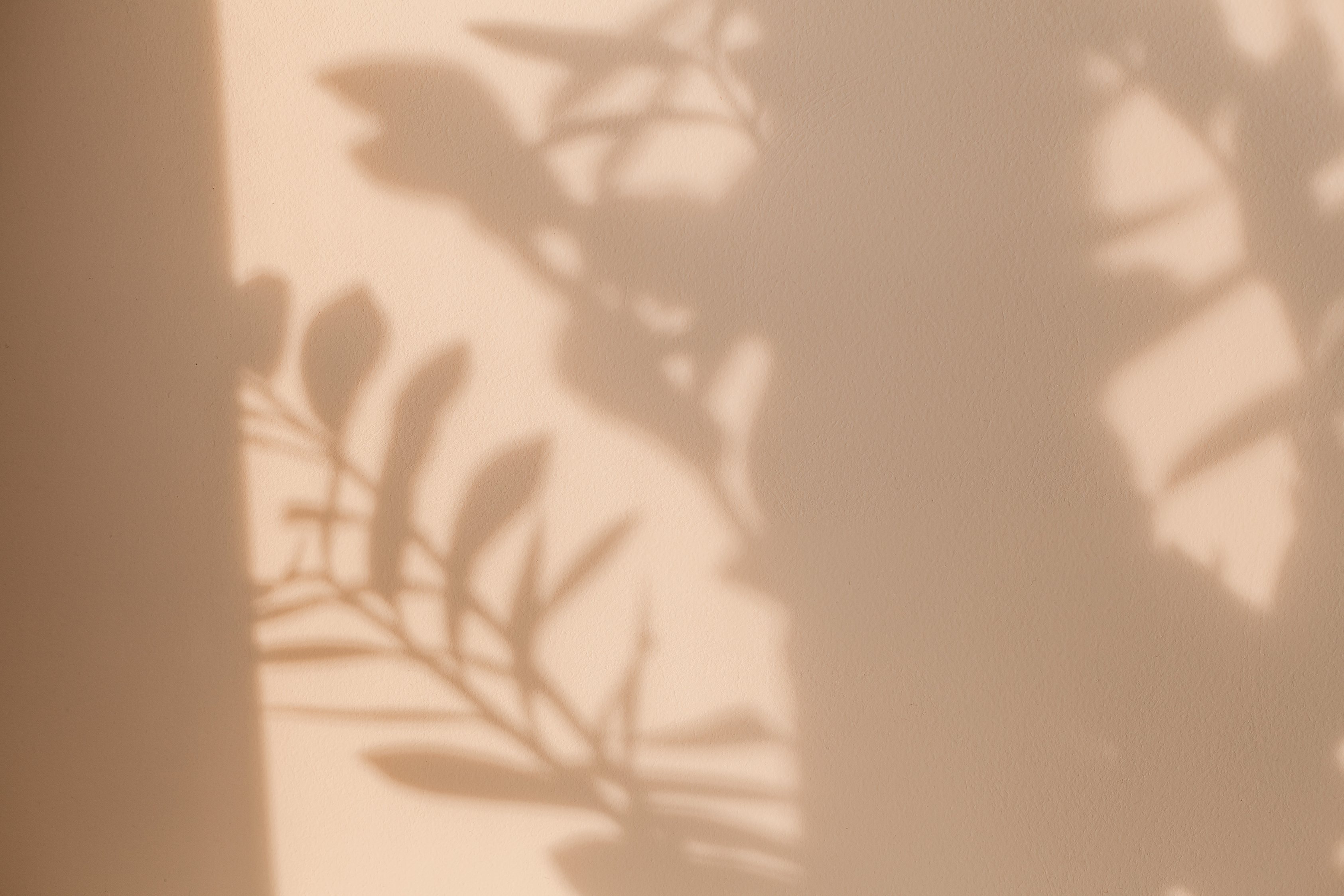 Shadows of Leaves on Beige Wall